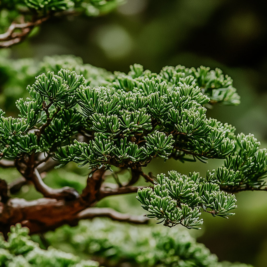 JAPANESE HINOKI (LE LABO HINOKI TYPE) | Fragrance Oil - DOOP