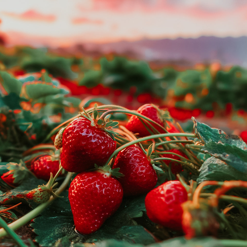 A close-up image of ripe strawberries on the vine, with a blurred background of more strawberries and green leaves.