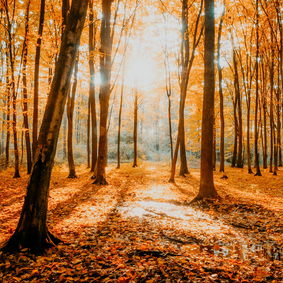 Autumn Woods | Fragrance Oil