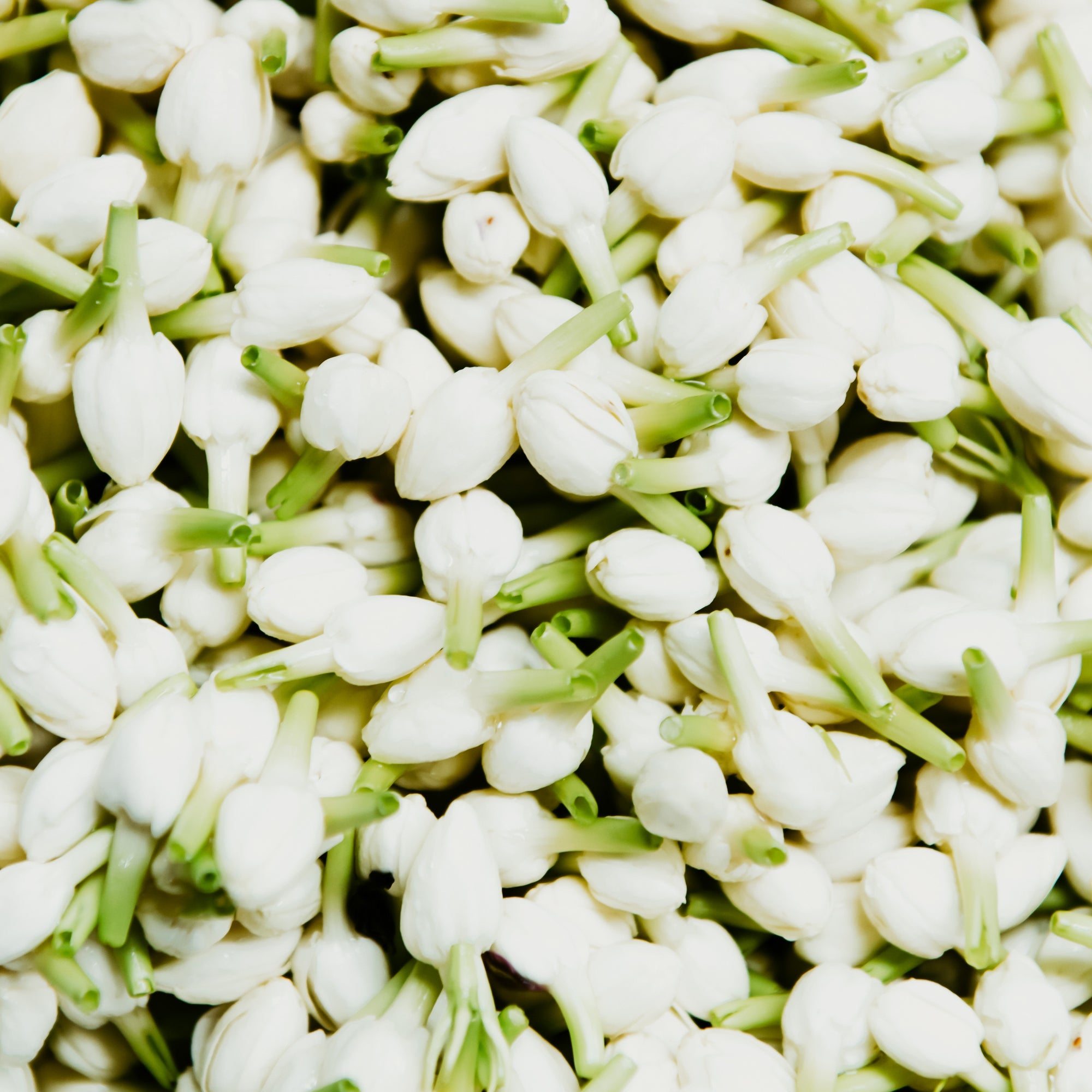 Jasmine Sambac, Jasmine Sambac Fragrance Oil, Sampaguita, Motia, Mogra, Indian Jasmine, Mali