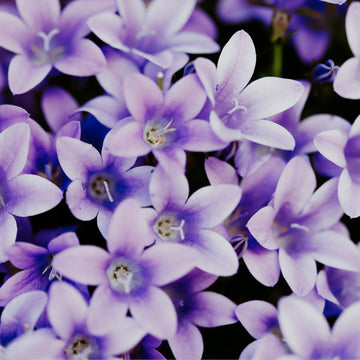 Violet Petals & Jasmine | Fragrance Oil