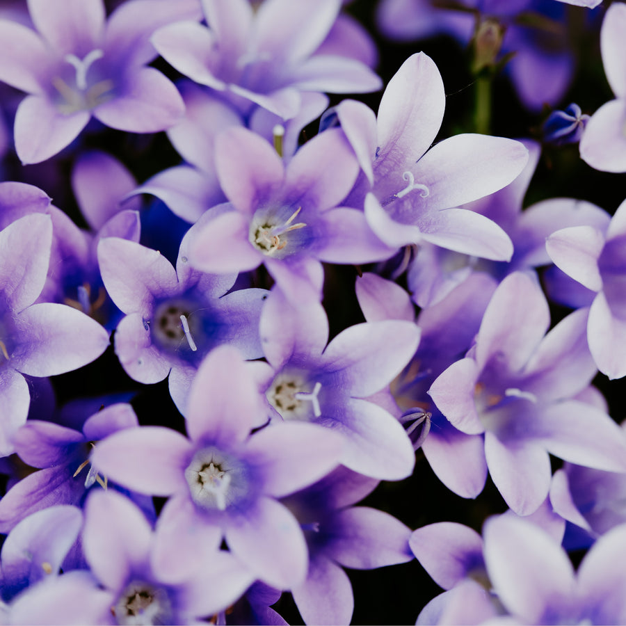 Violet Petals & Jasmine | Fragrance Oil