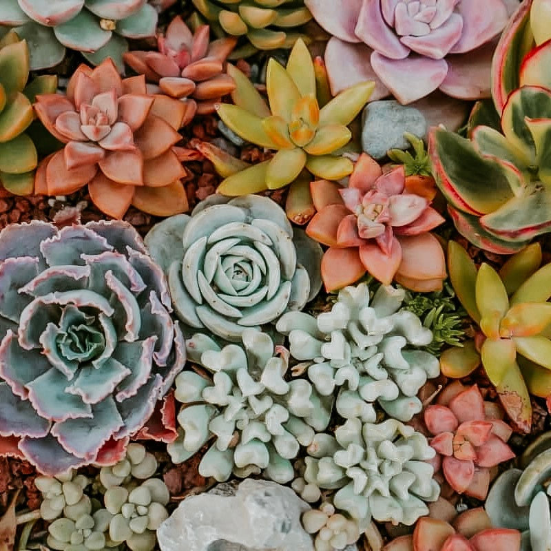 Rainbow Succulents