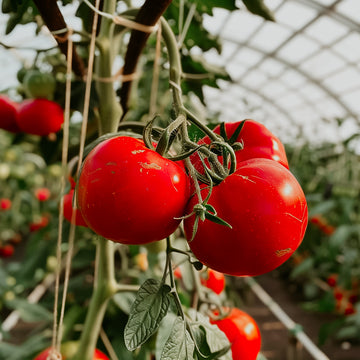 Tomato Greenhouse | Fragrance Oil