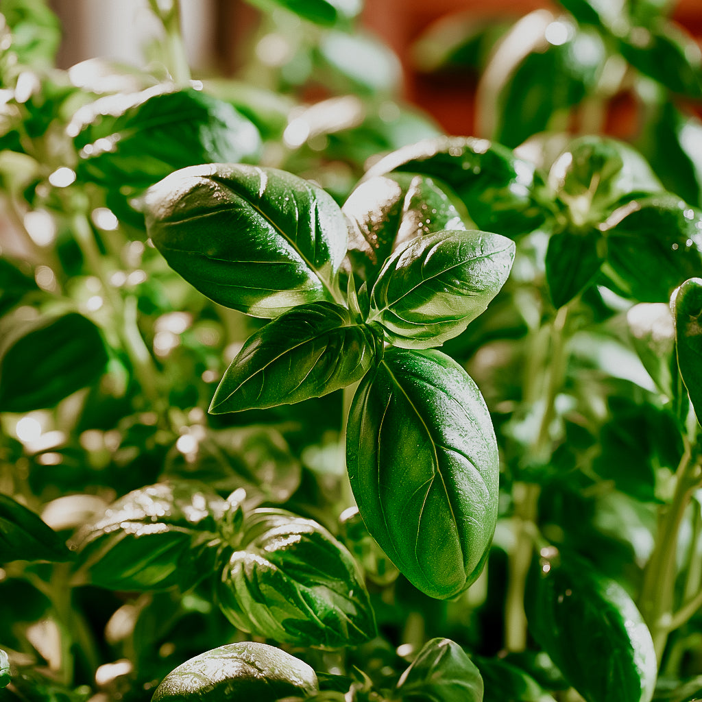 Basil Garnish (Limited Edition) | Fragrance Oil