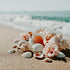 Seashells and flowers on a sandy beach with ocean in the background