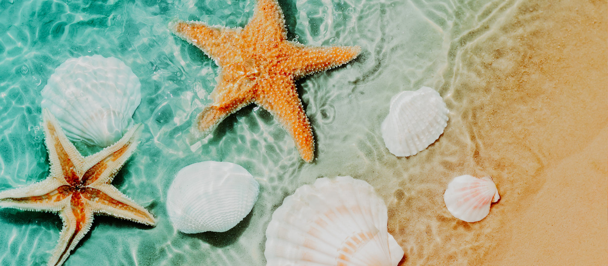 a photo of beach water with seashells and sand.
