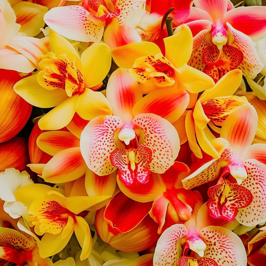 A close-up image of Brazilian Orchid & Passionfruitwith vibrant orchid flowers and passionfruit leaves.