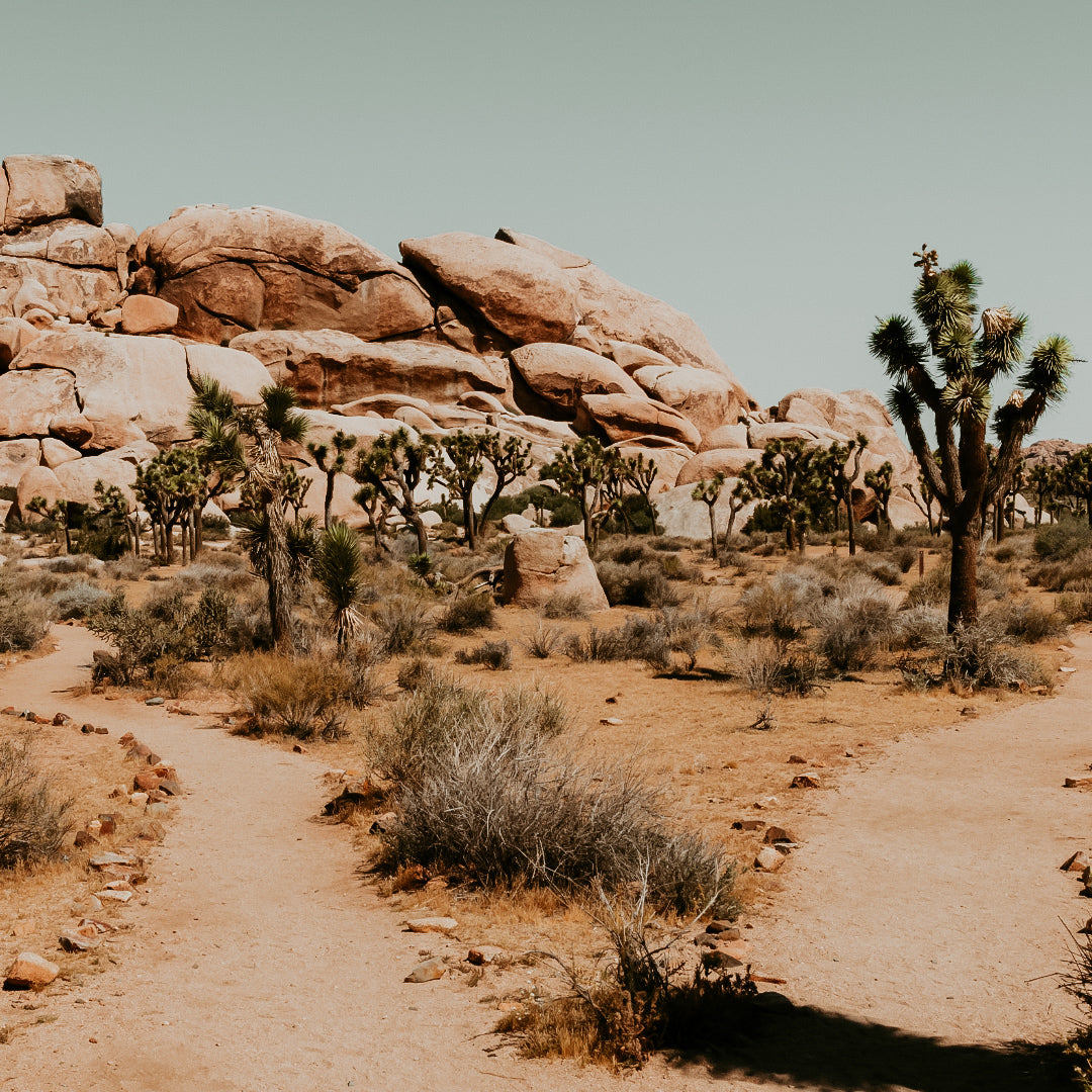 A desert landscape with Joshua trees and large rocks in the background.
