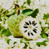 An image featuring a whole cherimoya fruit with a cut section revealing the black seeds inside, surrounded by white flowers and green leaves.
