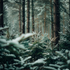 a photo of a Christmas forest with fresh snow just falling