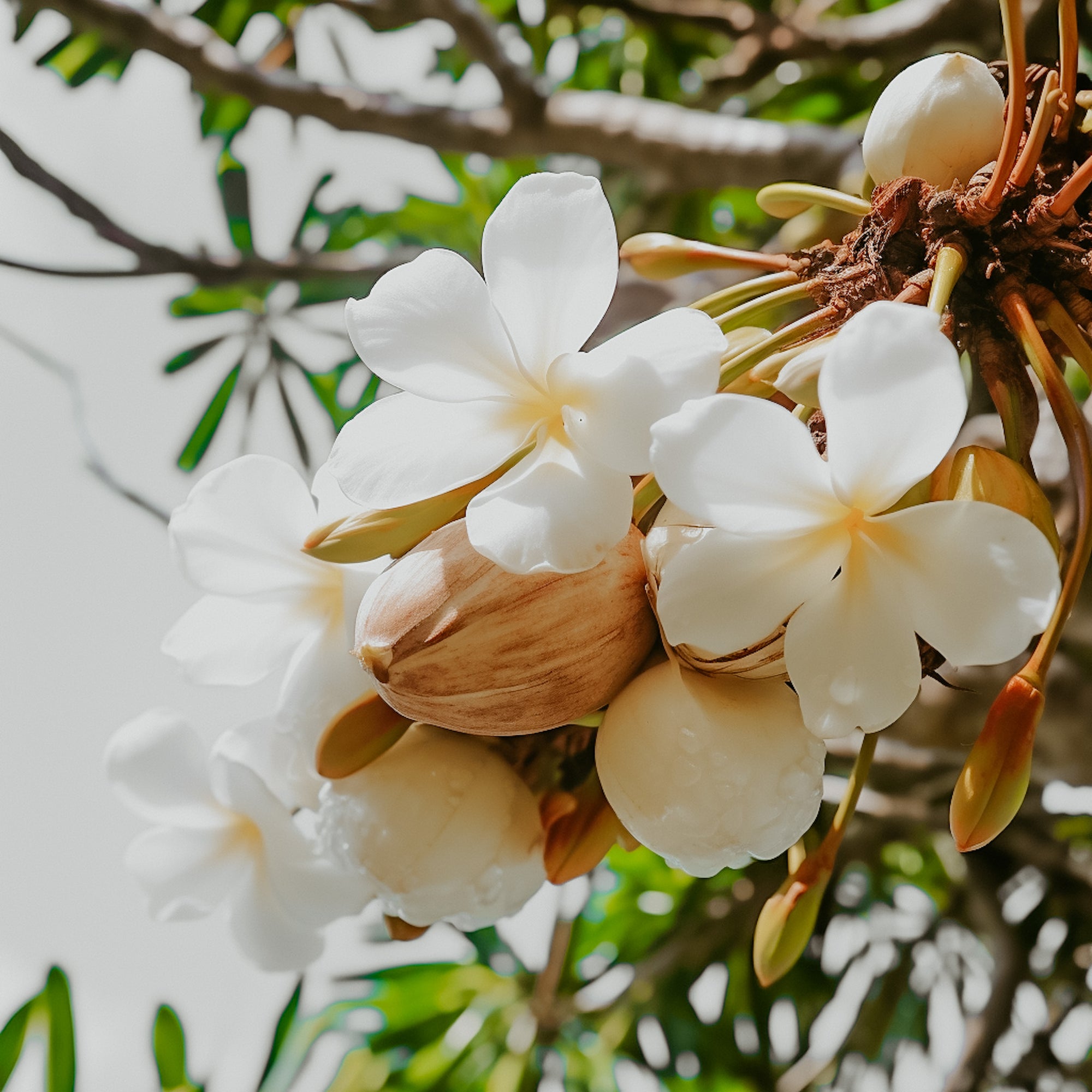 A cluster of white flowers, possibly gardenias, with a coconut among them, indicating the tropical theme of the fragrance oil.