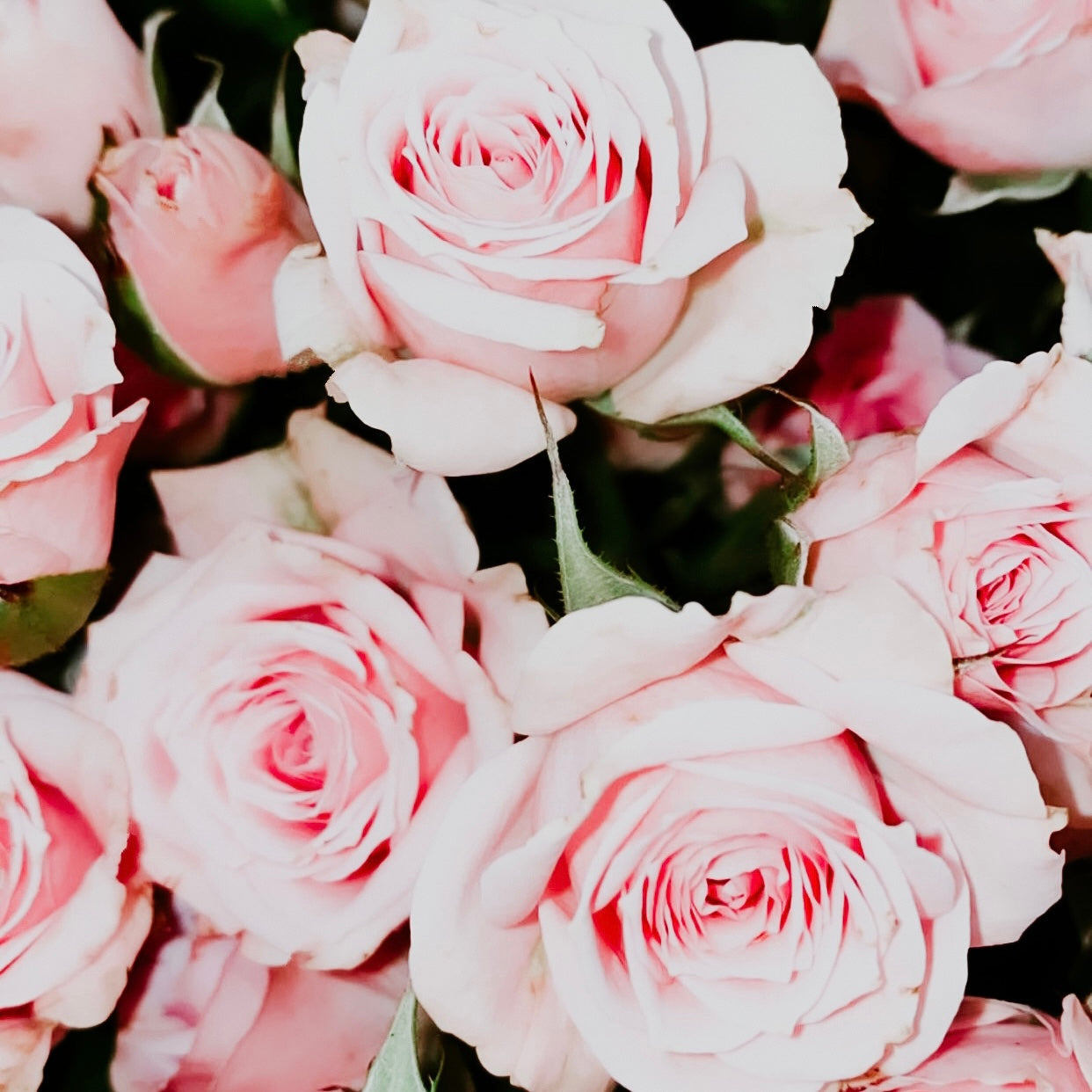 A close-up image of pink roses with visible petals and green leaves.