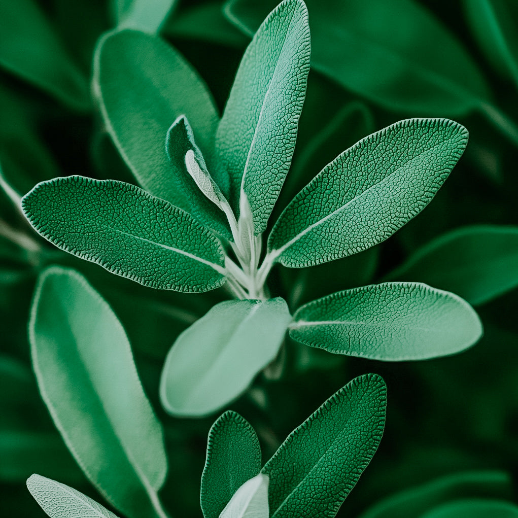 A close-up image of green leafy foliage, likely part of a plant.