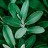 A close-up image of green leafy foliage, likely part of a plant.