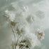 A highly detailed image of white flowers with a soft focus on the petals, giving a dreamlike or ethereal appearance.