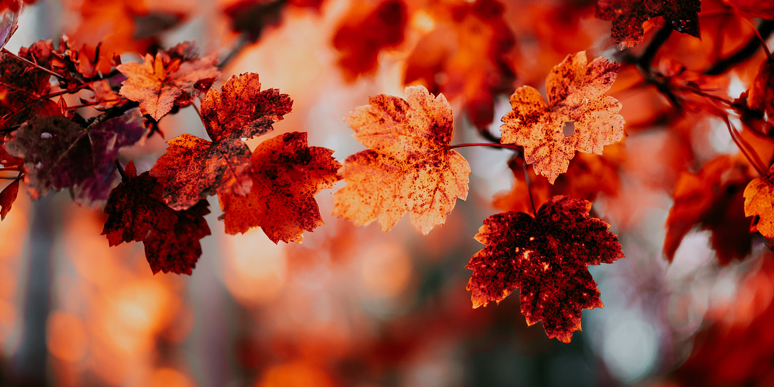Autumn leaves with a blurred background of orange and red hues