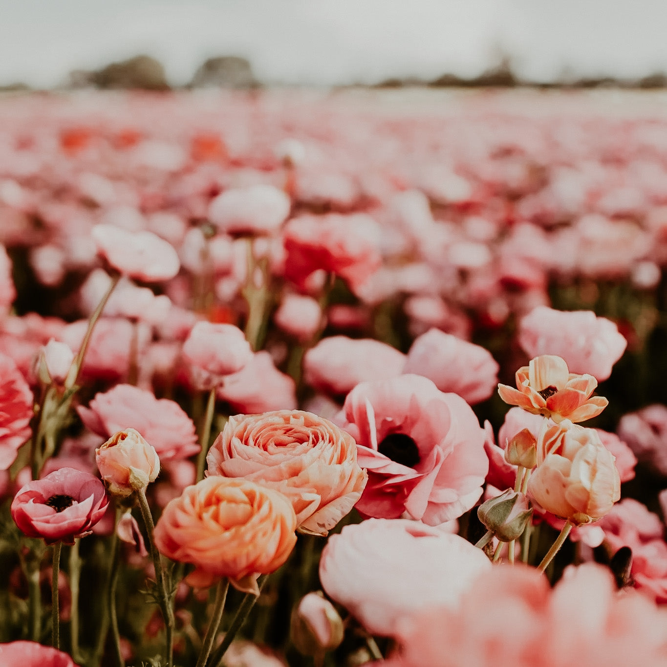 Field of pink and red flowers, possibly roses, with a focus on the blossoms in the foreground.