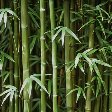 Bamboo Garden | Fragrance Oil
