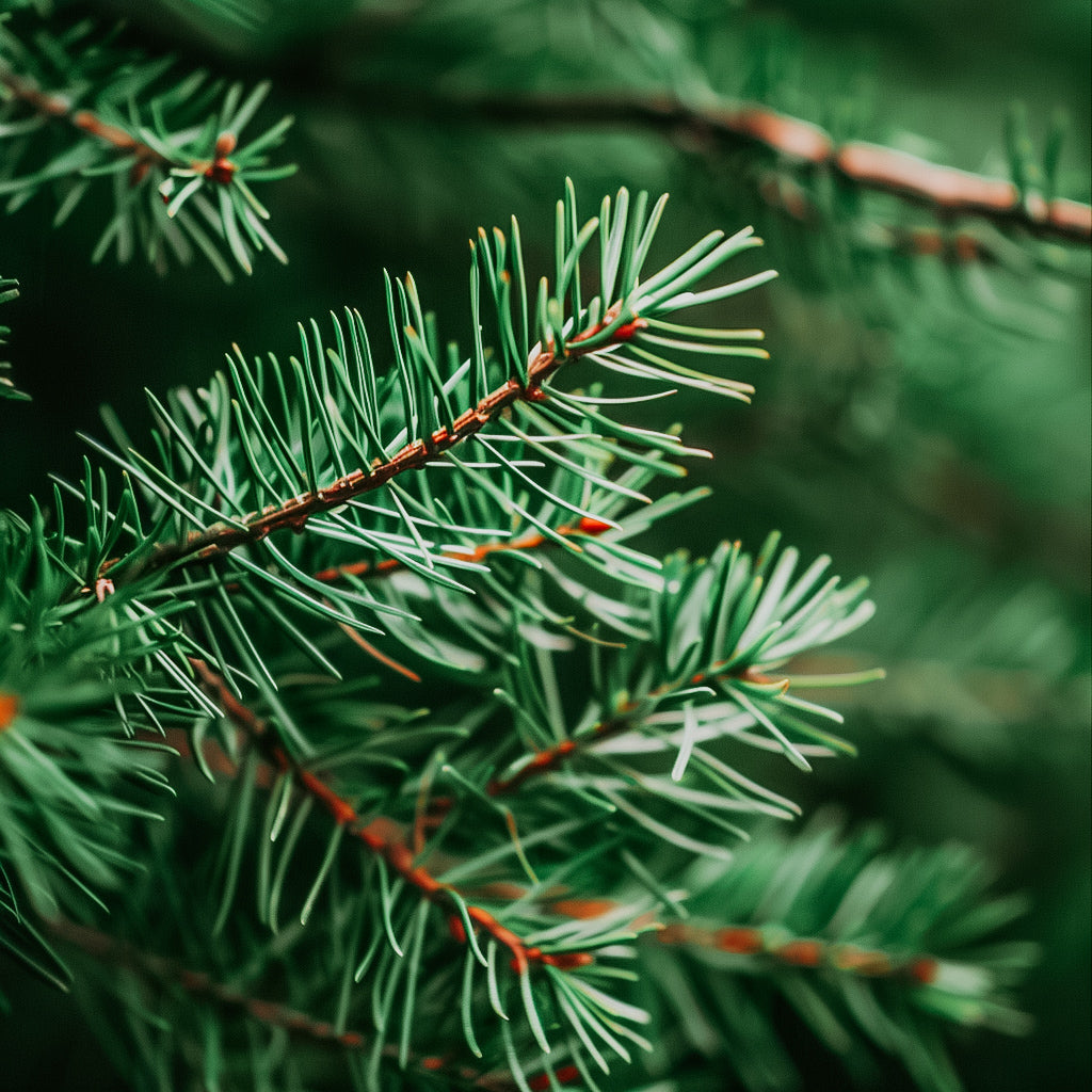 Evergreen Pine Needles (Seasonal) | Fragrance Oil