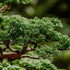 A close-up image of a hinoki tree, showing green foliage and branches.