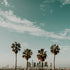 An image depicting palm trees with the Los Angeles skyline in the background.