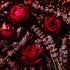 Red roses and lavender flowers in chocolate