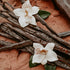 Several vanilla beans laid out on a surface with two vanilla orchid flowers on top.