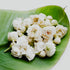 A cluster of white jasmine flowers on a green leaf.
