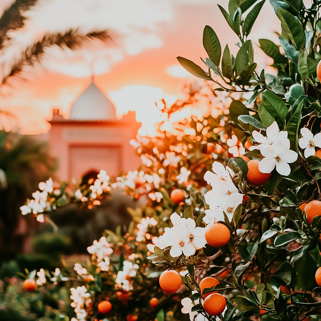 A vibrant image of orange blossom trees with green leaves and white flowers,backlit by a warm sunset, possibly inspiring the 'Marrakesh Sunset' fragrance oil.