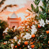 A vibrant image of orange blossom trees with green leaves and white flowers,backlit by a warm sunset, possibly inspiring the 'Marrakesh Sunset' fragrance oil.