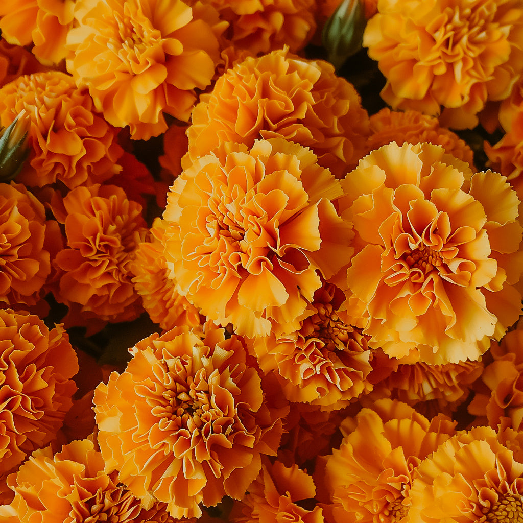 A close-up image of vibrant orange marigold flowers.