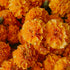 A close-up image of vibrant orange marigold flowers.
