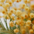 A close-up image of yellow mimosa flowers with green leaves.