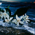 White flowers with green leaves on a dark background