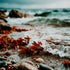 Seaweed and rocks on a beach with waves crashing in
