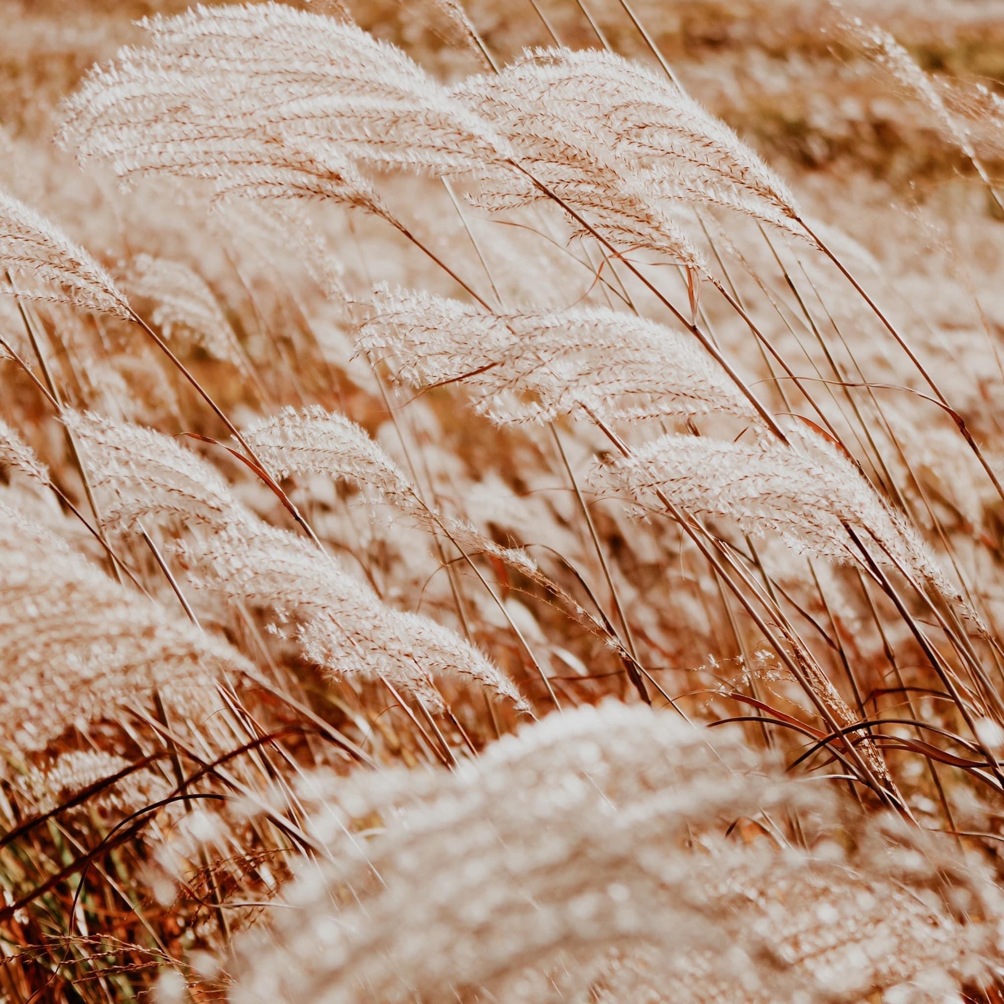 A close-up image of dried pampas grass with a focus on its textured foliage.