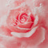 A close-up image of a pink rose with a vintage filter, giving it a soft, elegant aesthetic.