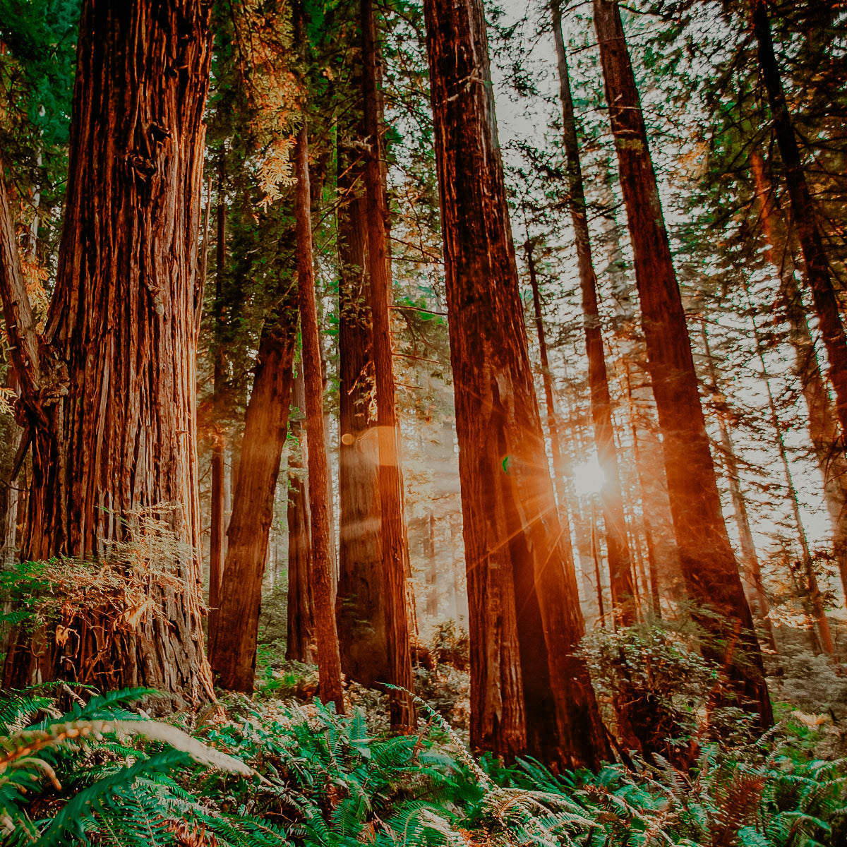 a photo of a sandalwood forest