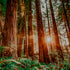a photo of a sandalwood forest