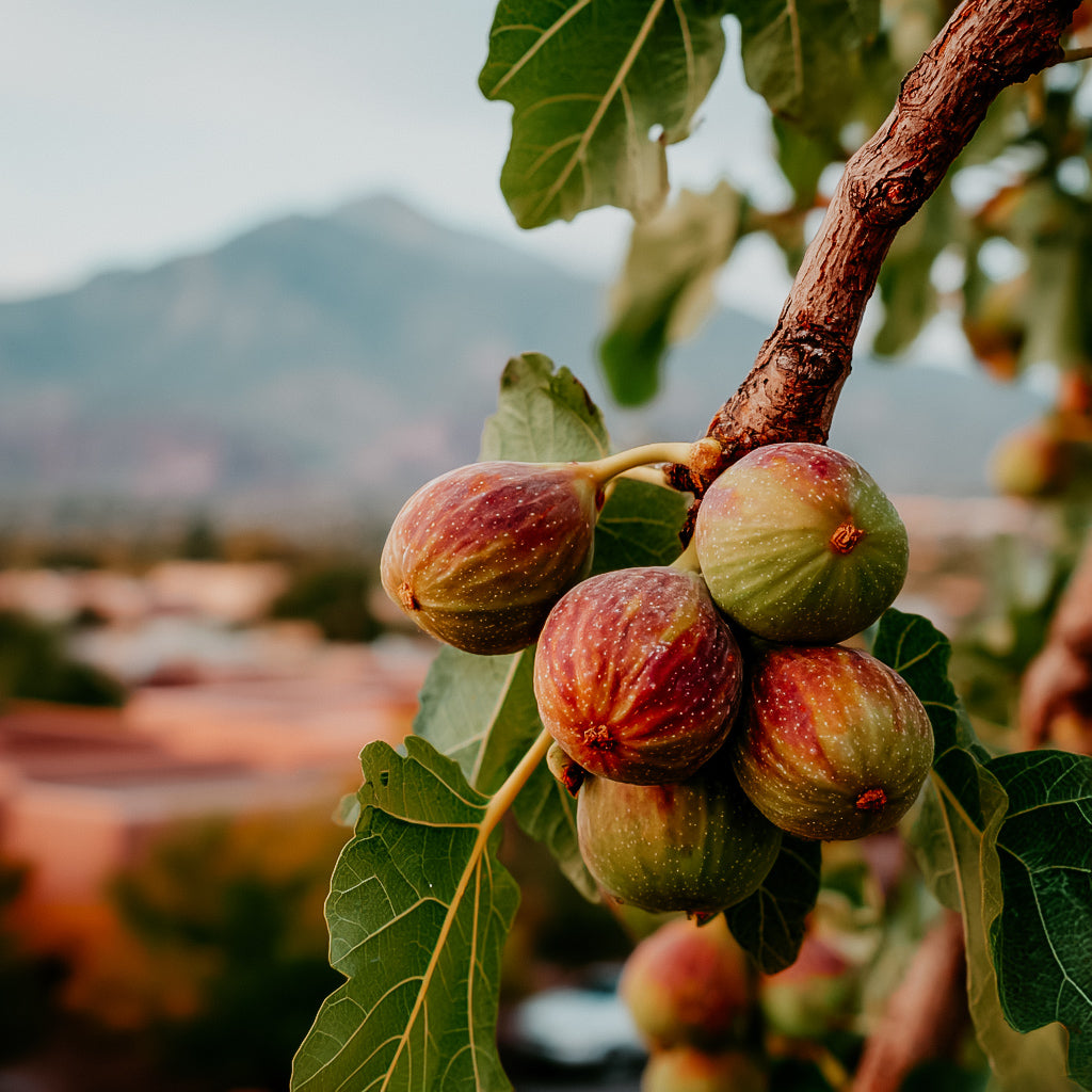 Figs on a tree branch with a mountainous background
