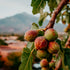 Figs on a tree branch with a mountainous background