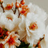 Close-up of white and peach-colored flowers with a blurred background