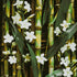 A close-up image of white jasmine flowers with green leaves, likely used to represent the 'Sugarcane Jasmine' fragrance oil.