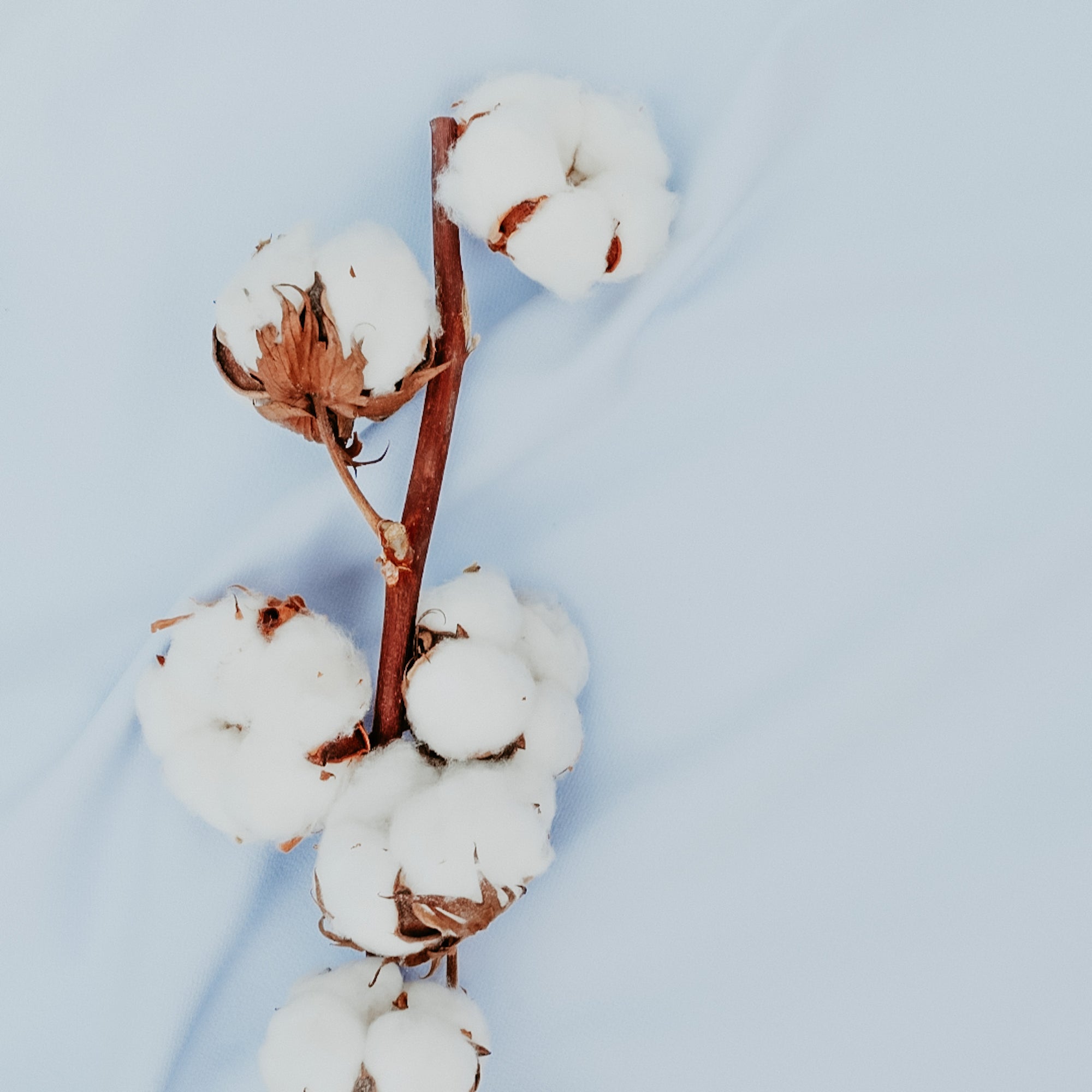 a photo of cotton flowers on light blue linen sheet