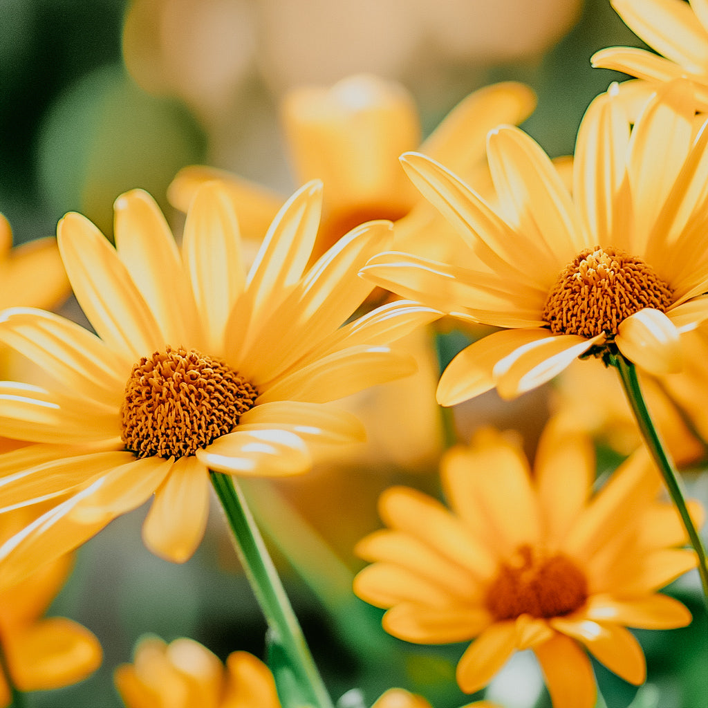 A close-up image of several yellow daisy flowers with a focus on their petals and centers.