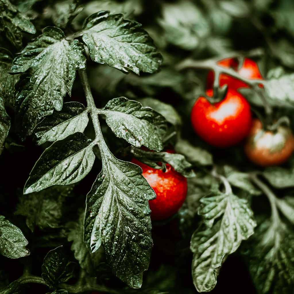 Red tomatoes growing on a plant with green leaves
