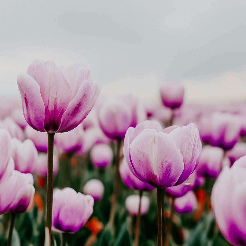 Close-up of pink tulips with a blurred background