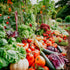 An array of fresh vegetables arranged in a garden setting, including leafy greens, tomatoes, cucumbers, and other vegetables, representing the fragrance oil's connection to nature and earthy scents.