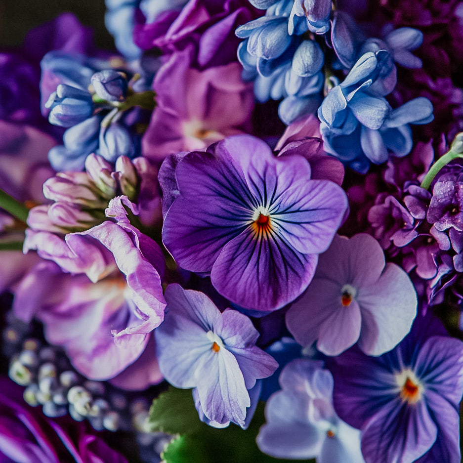 A close-up image of a purple pansy flower with a vibrant bouquet in the background.